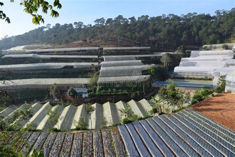 Invernaderos En El Valle Del Bosque Del Pino En Dalat Vietnam Imagen