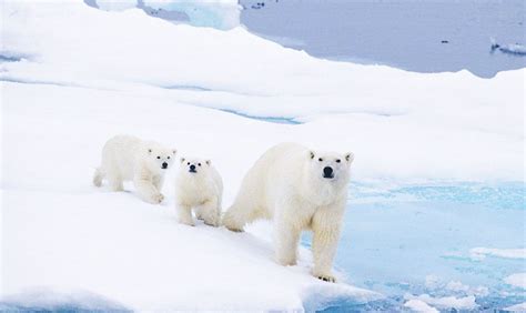 Canadian polar bear population declines