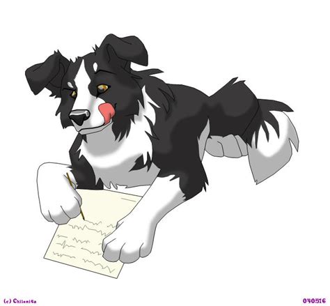 Border Collie by Chilenita on DeviantArt