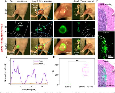 Figure 4 From High Precision Tumor Resection Down To Few Cell Level