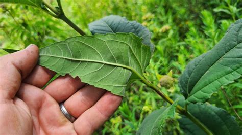 Pale Leaf Sunflower An Aggressive Native Plant Growit Buildit