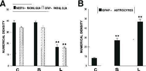 Figure From Disruption Of Neuronal Migration And Radial Glia In The