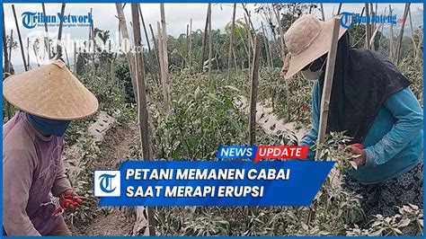 Viral Petani Santai Memanen Cabai Saat Erupsi Merapi YouTube