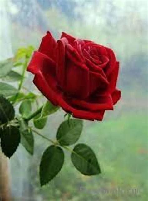 Kordana Rose Plant Care Growing Basics Water Light Soil