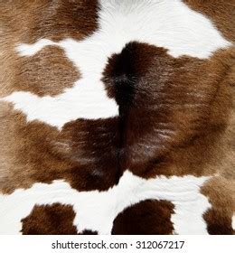 Cow Skin Texture Stock Photo (Edit Now) 283427864