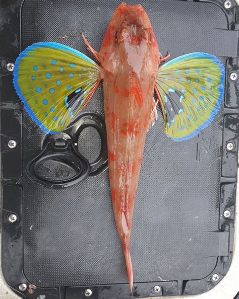 why is fish itching cheap