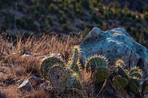 Las Principales Plagas Y Enfermedades De Las Plantas Ornamentales