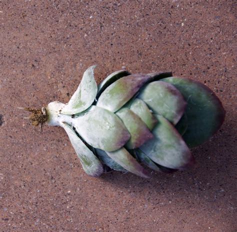 Kalanchoe Plantlet Propagation Update