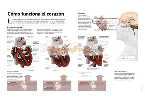 Infografía Cómo Funciona El Corazón Infographics90