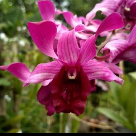 Jual Anggrek Dendrobium Indonesia Raya Red Di Seller Agra Wanajaya