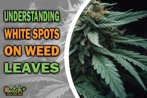 Understanding White Spots on Weed Leaves - DSS