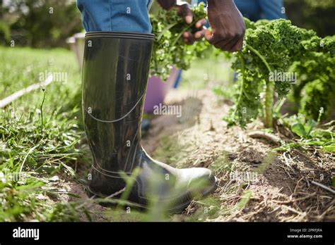 Environment Worker Spinach Farmer And Farm Agriculture Harvesting