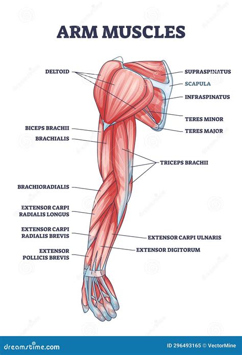 Arm Muscles Medical Description with Labeled Latin Titles Outline ...