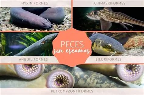 Fish Without Scales Types Names And Examples With Photos