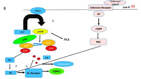 IP3 Signaling Pathway