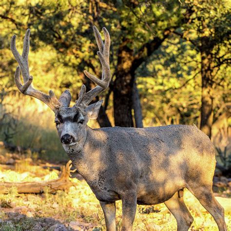 Texas Mule Deer 001693 Photograph By Renny Spencer Pixels