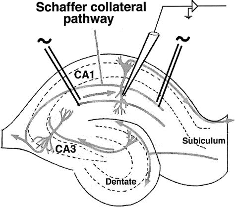 Visualization Of The Distribution Of Autophosphorylated Calcium