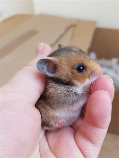 Hamster baby. My little cuddle buddy : r/aww