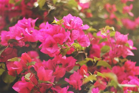 images blossom leaf flower petal botany pink flora shrub
