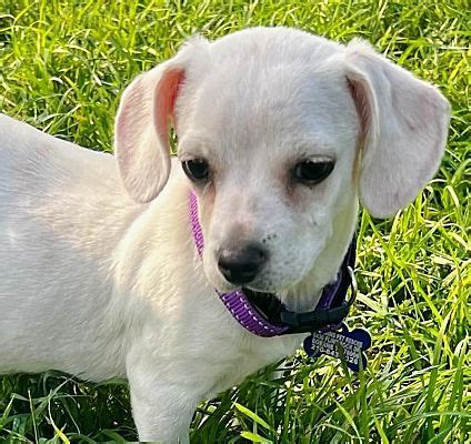 Boerne TX Chihuahua Beagle Meet Ladybird A Pet For Adoption