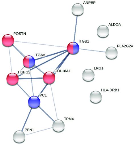 Protein Protein Interaction Network Of The Aortic Valve Proteins