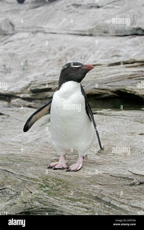 ROCKHOPPER PENGUIN Eudyptes Chrysocome Stock Photo Alamy