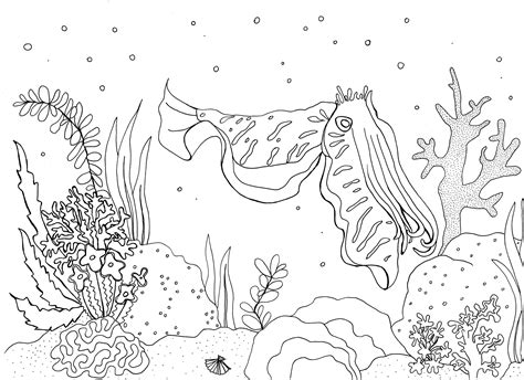 Cuttlefish Coral Reef Colouring Page - Etsy