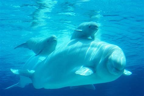 Beluga Whales - Beluga Whales Photo (3197201) - Fanpop