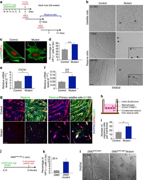 Numb Is Required To Prevent P Dependent Senescence Following Skeletal