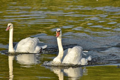 Free picture: swan, swimming, waves, lake, bird, pool, waterfowl, water