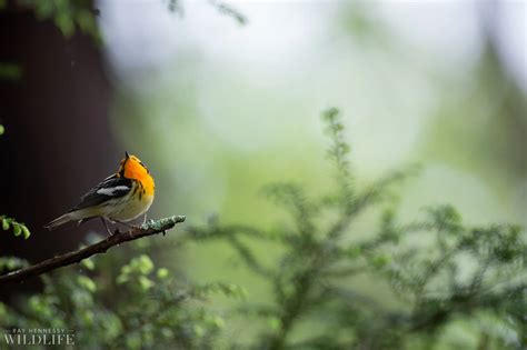 Northern New Jersey Warblers 3 - A Day Outing — Ray Hennessy Wildlife
