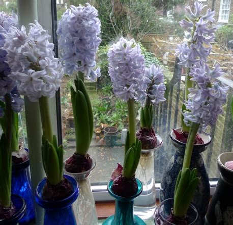 Hyacinth Varieties | garden withindoors