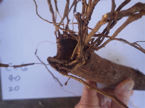 Tree Roots Cut Or Break Northern Tree Care