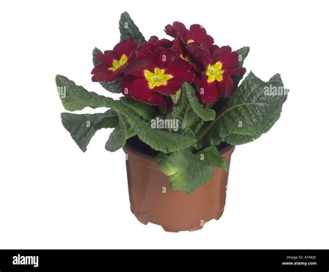 True English Primrose Primula Acaulis Primula Vulgaris Potted Plant