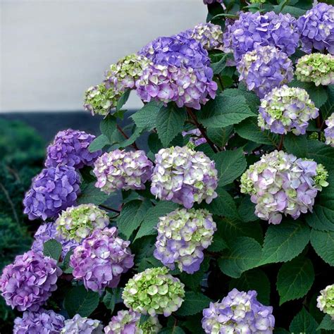 Endless Summer Gal Bloomstruck Hydrangea Macrophylla Live Deciduous