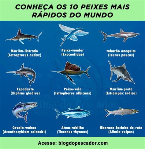 Top 10 espécies de peixes mais rápido de mundo em 2023 Espécies de