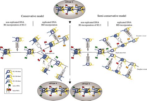 Histone H Variants And Their Potential Role In Indexing Mammalian