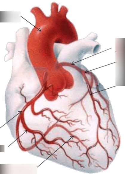 coronary arteries Diagram | Quizlet