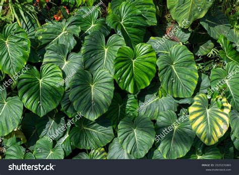 Tropical Plants Flowers Jungle Textures Stock Photo 2225231865 ...