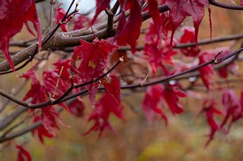 Hojas de arce cubiertas de escarcha a fines del otoño o principios del