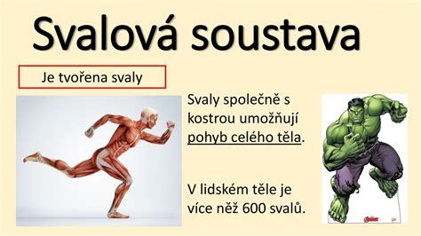 Svalová soustava Je tvořena svaly ppt stáhnout