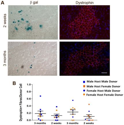 Donor Satellite Cells Were Injected Into Week Old Mdx Nude Mice Ta