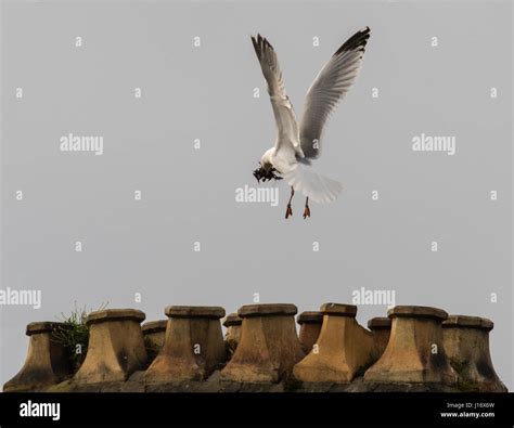 Chimney sweep bird hi-res stock photography and images - Alamy