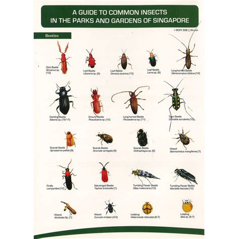 A Guide To Common Insects In The Parks