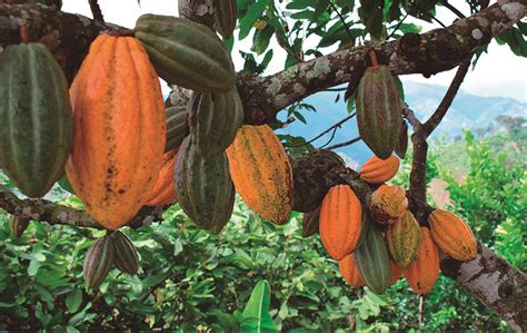 Cultivo Del Cacao Museo Del Chocolate