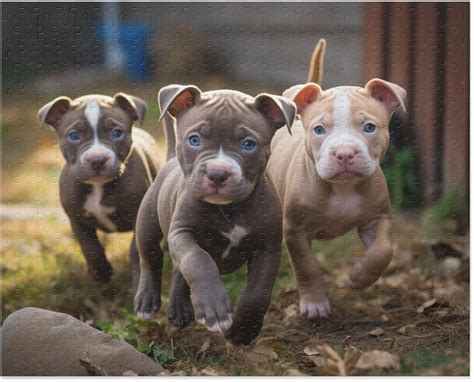 Tuniu Jigsaw Puzzle Pitbull Puppies Puzzles For Adultswooden Puzzle