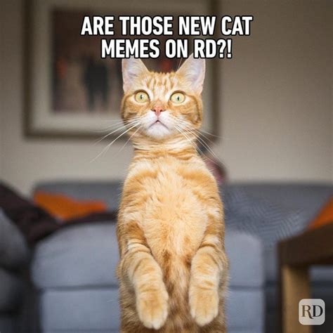 cat memes    hilarious youll laugh    time