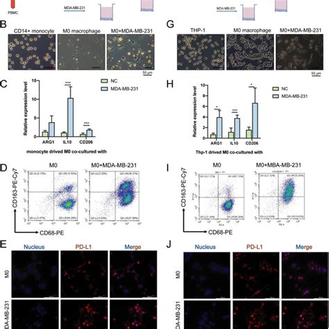 Bc Cells Promoting The Polarization Of M2 Macrophages And Pd L1 Download Scientific Diagram