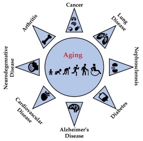 Genes Free Full Text The Epigenetic Link Between Polyphenols Aging