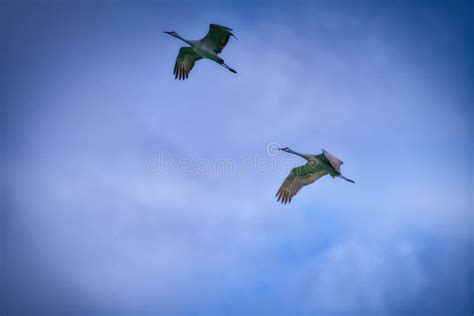 Sandhill Cranes Fly Across A Cloudy Stormy Sky Stock Image Image Of